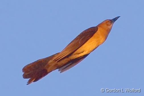 Grackle In Flight_37231.jpg - Photographed along the Gulf coast near Port Lavaca, Texas, USA.